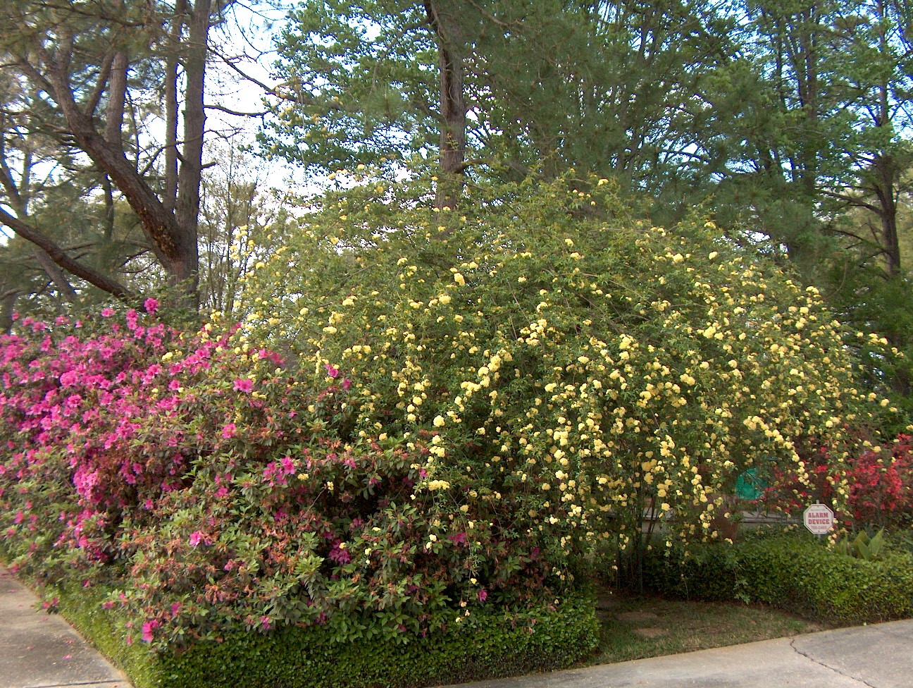 Online Plant Guide Rosa banksiae / Lady Banks Rose